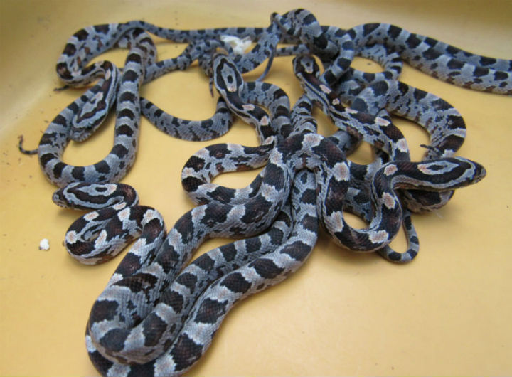 DeKalb County, Alabama Corn Snakes